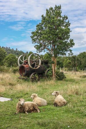 sheep on a meadowの写真素材