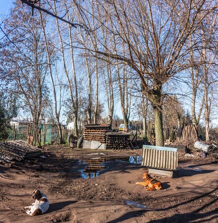 Dogs in a poor gardenの写真素材