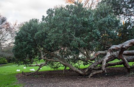 Brunches trees in New Zealandの写真素材