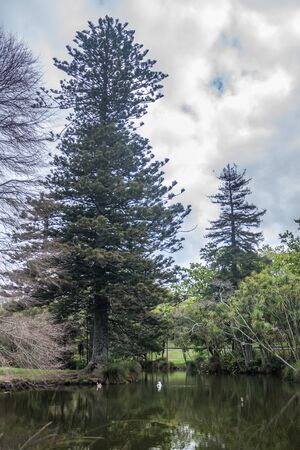 Brunches trees in Auckland Domain, New Zealand.の写真素材