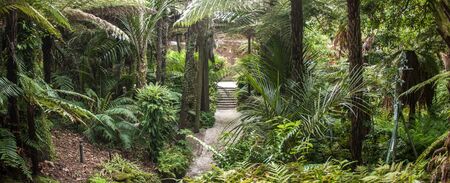 Auckland Domain Wintergardens, New Zealand.の写真素材