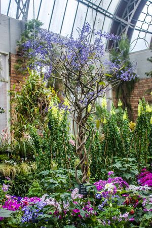 Auckland Domain Wintergardens, New Zealand.の写真素材