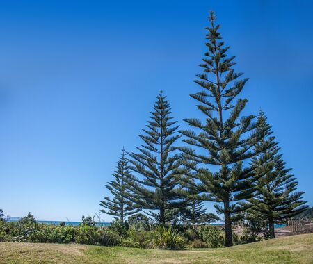 Whangamata beach, New Zealand.の写真素材