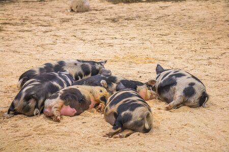 pigs sleeping on straw in the penの写真素材