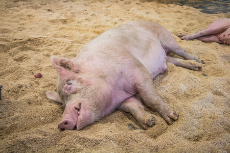 pig sleeping on straw in the penの写真素材