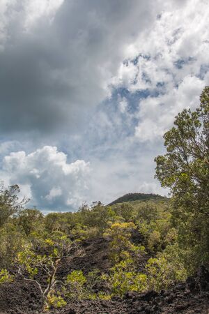 Rangitoto Islandの写真素材