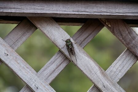 big cicada sitting on a wood