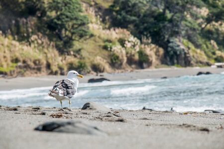 Seagull walking in the sunの写真素材