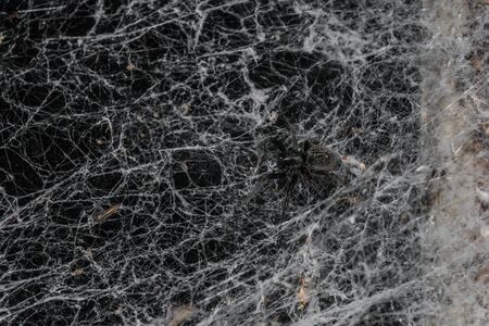 Spider in the webの写真素材