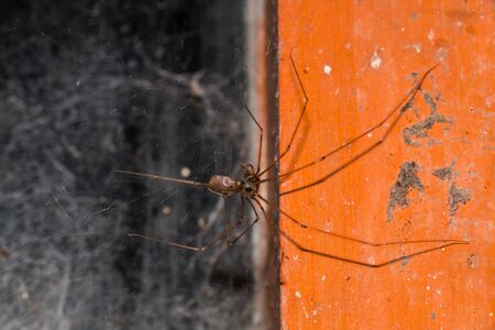 Spider in the webの写真素材