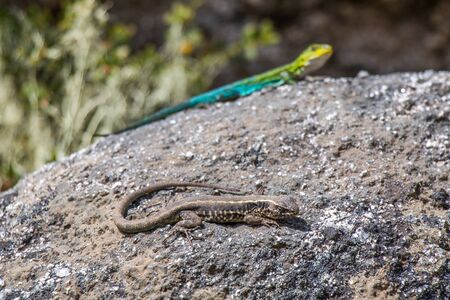 Lizards in National Park Nahuelbuta, South of Chile.の写真素材