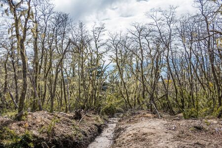 National Park Nahuelbuta, South of Chile.の写真素材