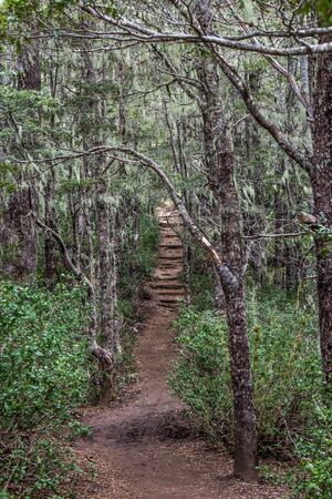 National Park Nahuelbuta, South of Chile.の写真素材