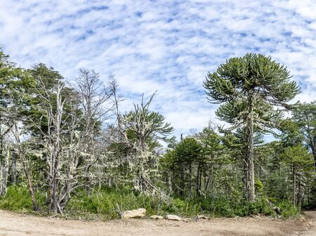 National Park Nahuelbuta, South of Chile.の写真素材