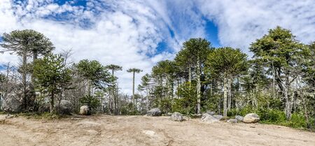 National Park Nahuelbuta, South of Chile.の写真素材