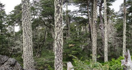 Araucaria forest in National Park Nahuelbuta, South of Chile.の写真素材