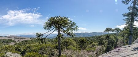 National Park Nahuelbuta, South of Chile.の写真素材
