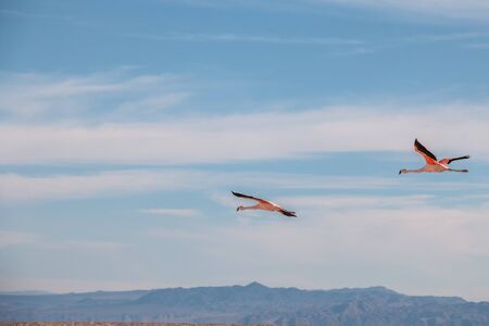Flamingos at Chaxa Lagoon in Atacama Desert, Chile.の写真素材
