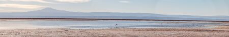 Flamingos at Chaxa Lagoon in Atacama Desert, Chile.の写真素材