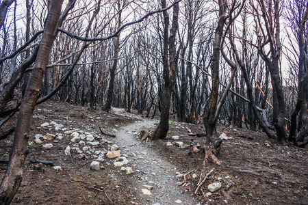 After the fire in Torres del Paine National Park, Patagonia, Chileの写真素材