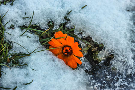 Flower in the snow
