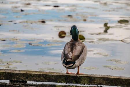 Wild duck
