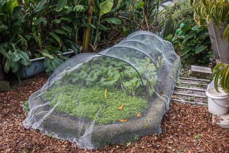 Vegetable gardenの写真素材