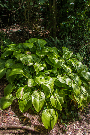 Gardenの写真素材