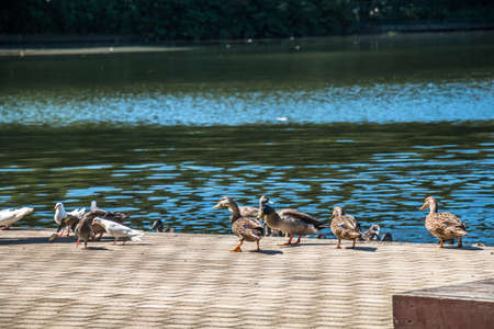 Pigeons and duckの写真素材