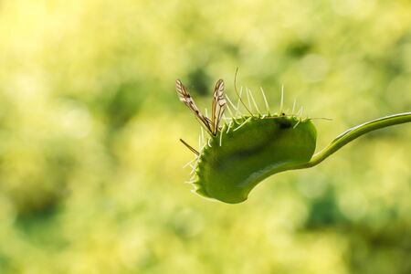 Venus fly trapの写真素材