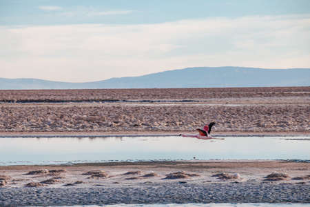 Flamingos at Chaxa Lagoon in Atacama Desert, Chile.の写真素材
