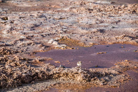 Andean puna plover (Charadrius alticola) bird in Chaxa lagoon, Atacama desert, Chile