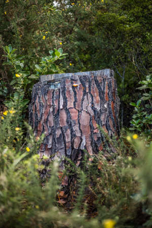 Green nature landscape in Coromandel, New Zealandの写真素材