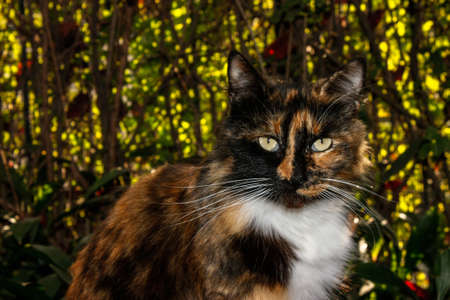 Domestic Catの写真素材