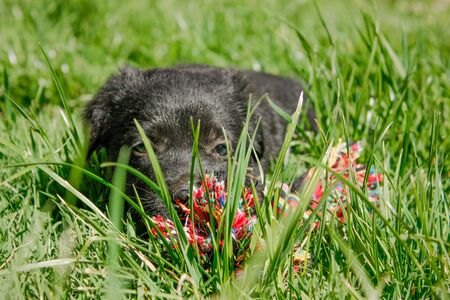Cute black puppy looking at the cameraの写真素材