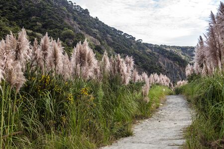 Putangirua Pinnacles, New Zealandの写真素材