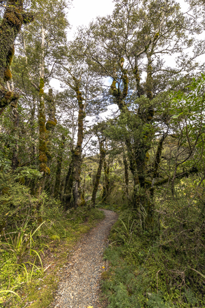 Whakapapa natural walk in Tongariro National Park, North Island, New Zealand.の写真素材
