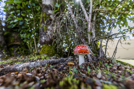 Close-up picture of a Amanita poisonous mushroom in nature