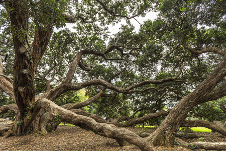 Pohutukawa tree in Dove-Myer Robinson Park, Auckland, New Zealandの写真素材