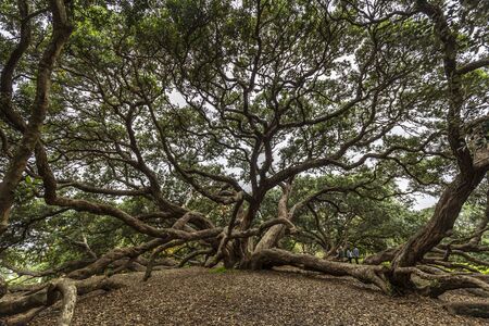 Auckland, New Zealand - June 10, 2018: People visiting a Pohutukawa tree in Dove-Myer Robinson Park, Auckland, New Zealandのeditorial素材