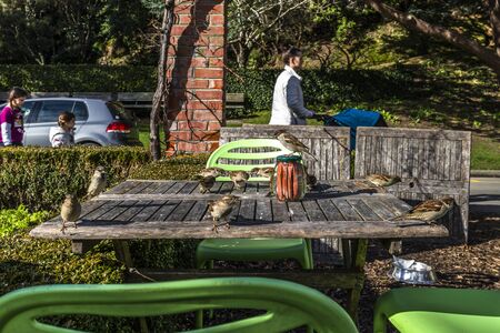 Wellington, New Zealand - July 14, 2018: Little bird stealing crumbs at the cafe table in Picnic cafe at The Lady Norwood rose garden in Wellington Botanic Garden, Wellington, New Zealand.のeditorial素材