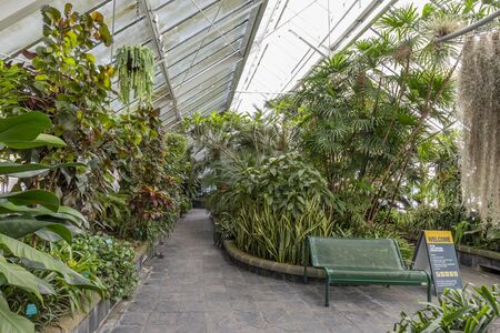 Wellington, New Zealand - July 14, 2018: Plants grown at Begonia House in Wellington, New Zealandのeditorial素材