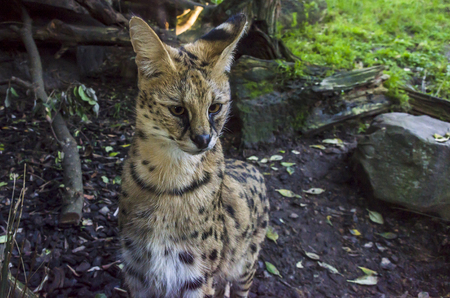 Beautiful serval catの写真素材