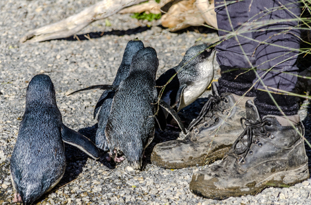Little Blue Penguins huddling round their keeperの写真素材