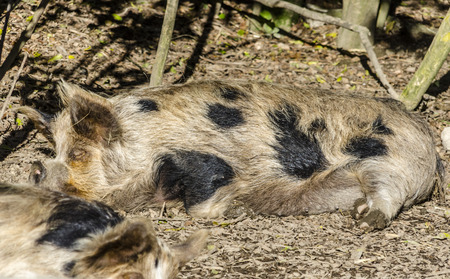Pig taking a napの写真素材