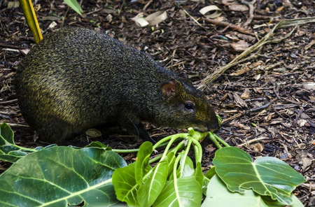 Agouti on the zooの写真素材