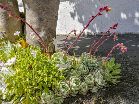 Sempervivum tectorum growing on the streetの写真素材