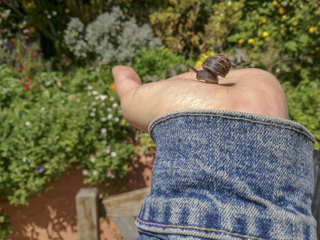 Snail on the palm of a womanの写真素材
