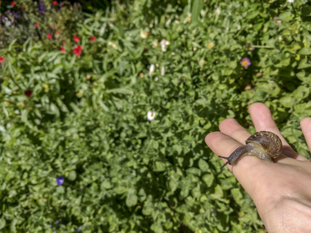 Snail on the palm of a womanの写真素材