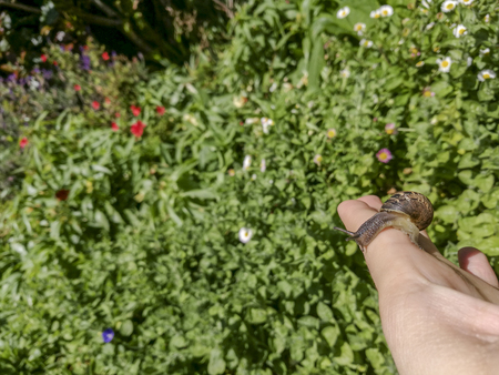Snail on the palm of a womanの写真素材